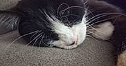 Becki joined the competition — help win amazing prizes! cat, sleeping, close_up, whiskers, black_and_white, pet, feline, nose, paw, fur, relaxation, indoors, texture, resting, soft, animal, cute, quiet, peaceful, cozy