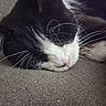 cat, sleeping, close_up, whiskers, black_and_white, pet, feline, nose, paw, fur, relaxation, indoors, texture, resting, soft, animal, cute, quiet, peaceful, cozy