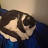 Becki joined the competition — help win amazing prizes! cat, black_and_white, sleeping, curled_up, pillow, blanket, indoor, cozy, pet, fur, resting, animal, cute, whiskers, tail, soft, comfort, relaxed, domestic, feline