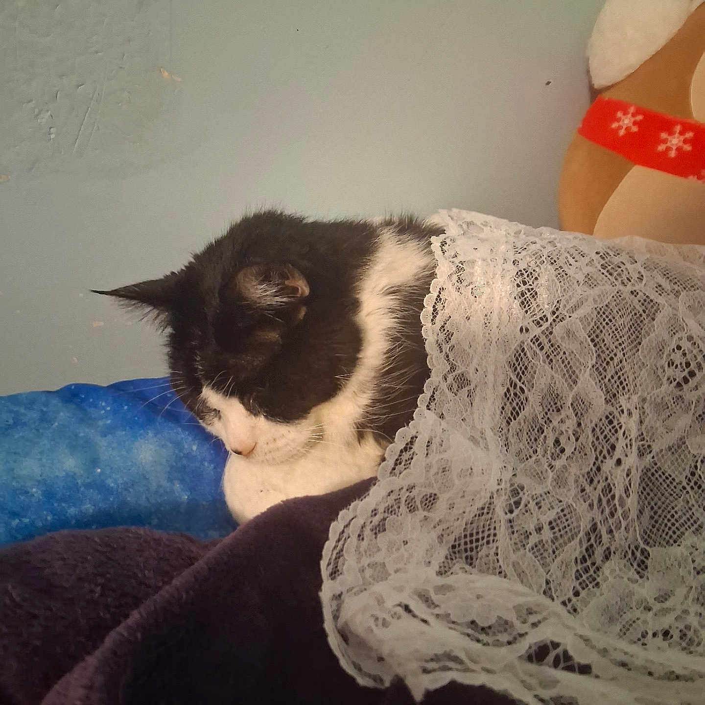 Becki is registered to the contest to win money with this photo: cat, black_and_white, sleeping, blanket, lace, plush_toy, cozy, indoor, pet, resting, fur, soft, cute, animal, comfort, nap, domestic, feline, peaceful, relaxed