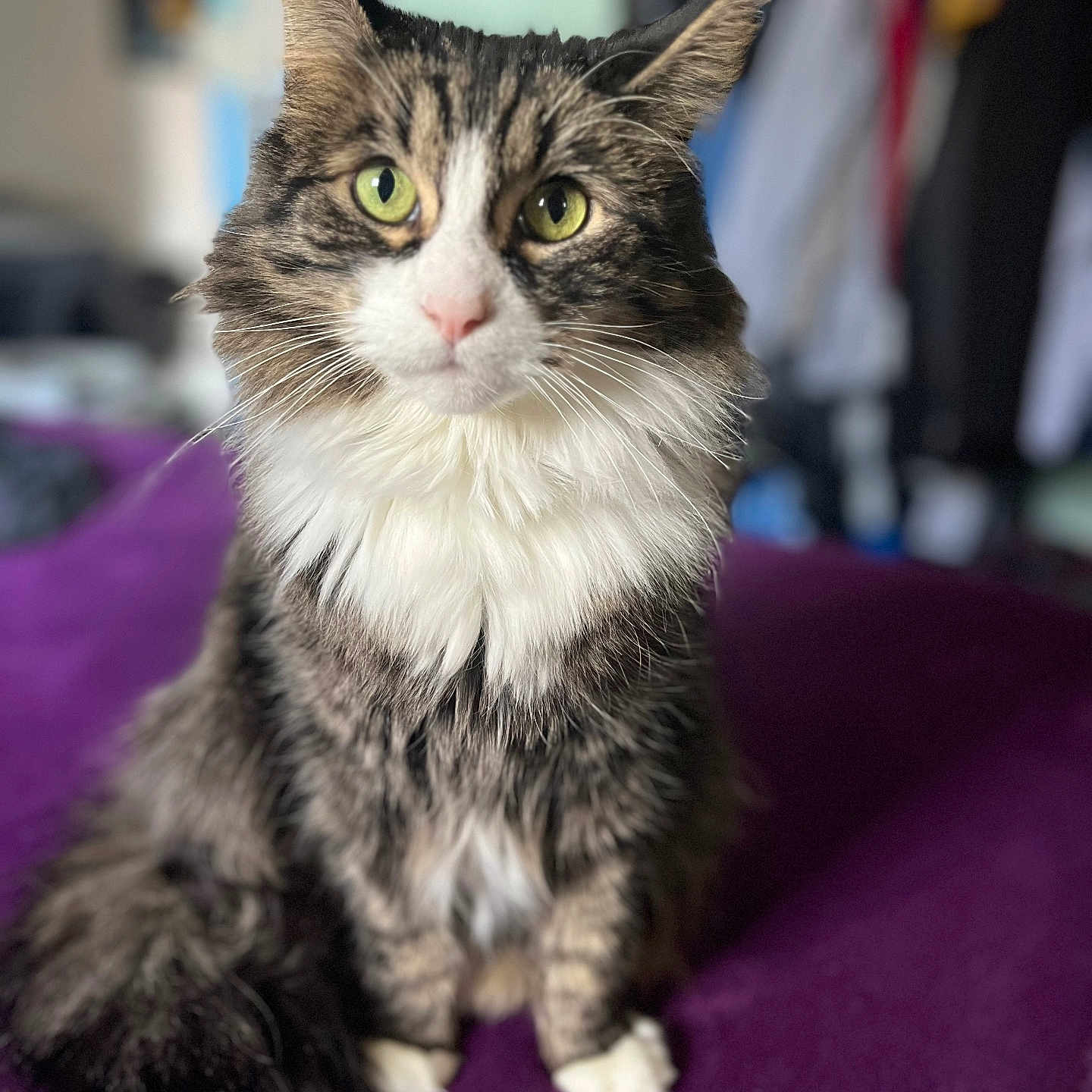 Boots is registered to the contest to win money with this photo: animal, blurred_background, cat, close_up, cute, domestic_cat, feline, fluffy, fur, green_eyes, indoor, long_hair, pet, portrait, purple_blanket, sitting, soft_lighting, tabby, whiskers, white_paws