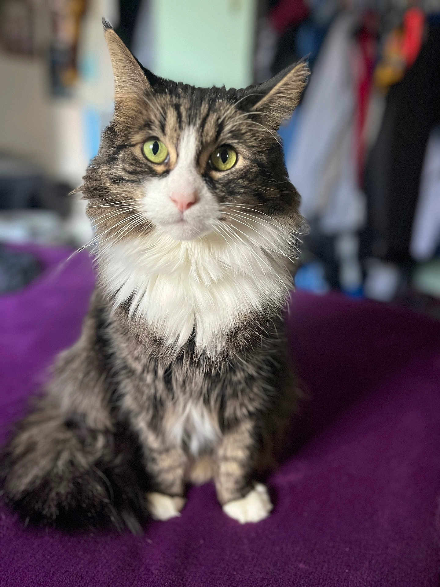 Boots is registered to the contest to win money with this photo: cat, fluffy, green_eyes, portrait, indoor, pet, feline, whiskers, tabby, white_paws, long_hair, sitting, close_up, blurred_background, purple_blanket, cute, animal, domestic_cat, fur, soft_lighting