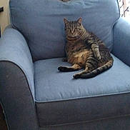 Zoe is registered to the contest to win money with this photo: cat, tabby_cat, armchair, blue_furniture, indoor, curtains, patterned_curtains, framed_picture, wall, carpet, relaxed, pet, feline, household, cozy, seated, plush_furniture, domestic, living_room, resting