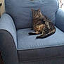 cat, tabby_cat, armchair, blue_furniture, indoor, curtains, patterned_curtains, framed_picture, wall, carpet, relaxed, pet, feline, household, cozy, seated, plush_furniture, domestic, living_room, resting
