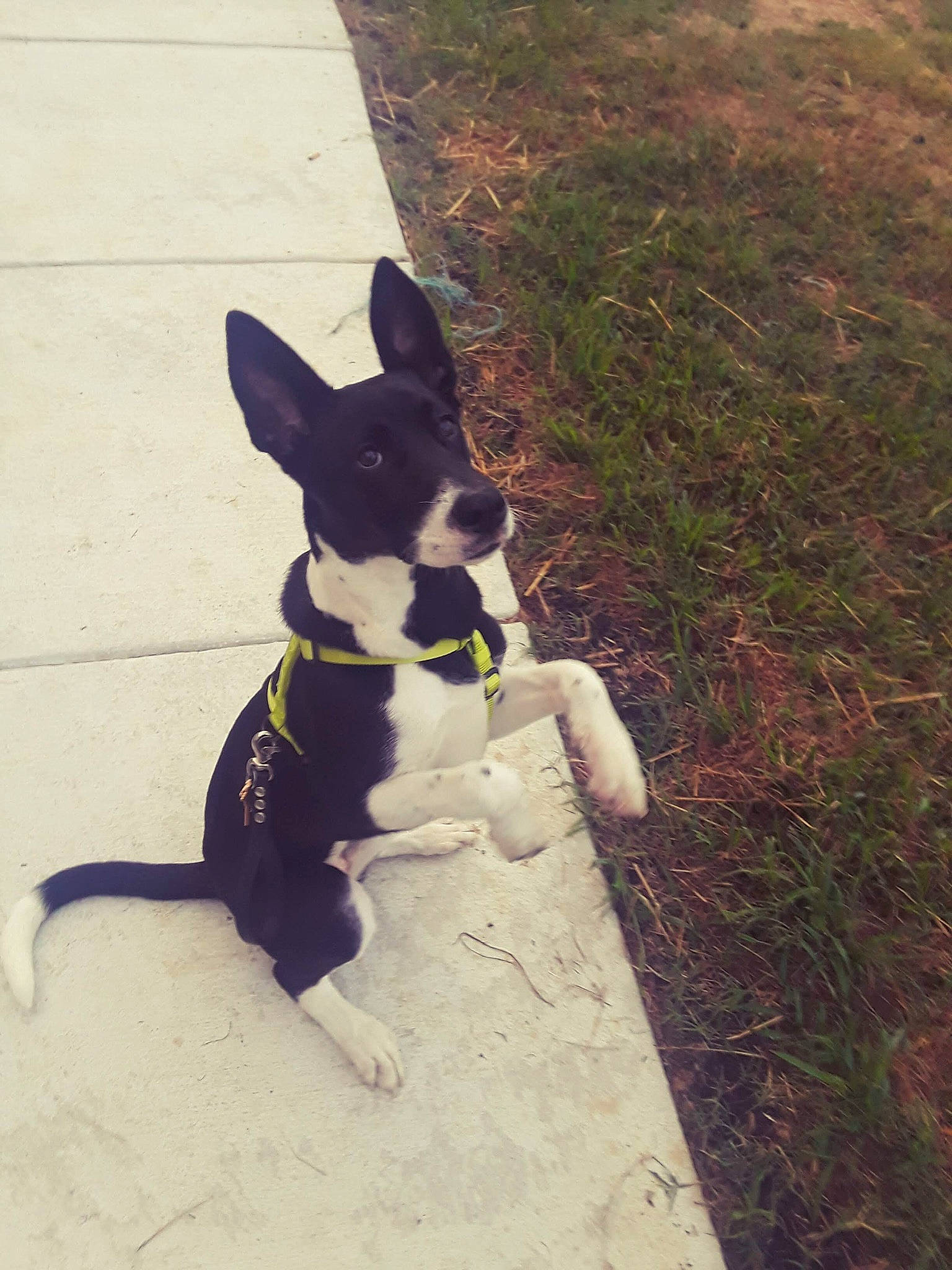 Haru is registered to the contest to win money with this photo: boston_terrier, canidae, carnivore, collar, companion_dog, dog, dog_breed, dog_collar, fawn, grass, happy, human_body, leash, plant, road_surface, snout, sporting_group, tail, toy_dog, working_animal