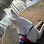 Lexa participe au concours pour gagner de l'argent avec cette photo : dog, white_dog, harness, outdoor, pond, water, reflection, trees, sunlight, concrete, nature, calm, leash, canine, animal, park, daylight, fur, resting, scenic
