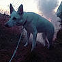 dog, white_dog, leash, grass, smoke, outdoor, twilight, animal, pet, nature, field, fog, canine, collar, mystery, silhouette, evening, wild, alert, landscape