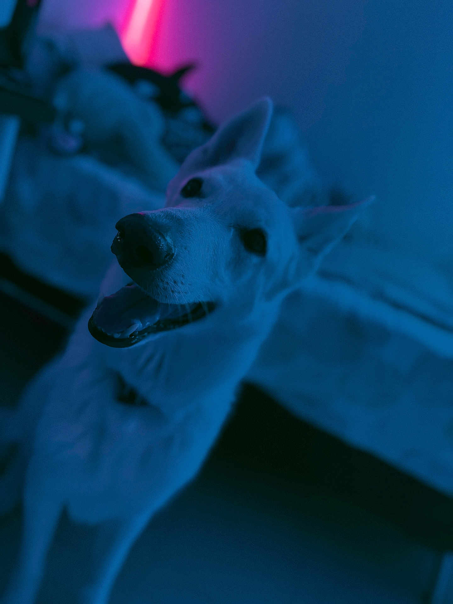 Lexa participe au concours pour gagner de l'argent avec cette photo : dog, white_dog, indoor, bedroom, bed, neon_light, blue_light, smiling_dog, pet, animal, ears, tongue_out, happy, canine, household, cozy, portrait, domestic_animal, furniture, room