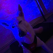 Lexa a rejoint le concours — aidez-le/la à gagner de superbes lots ! dog, white_dog, indoor, purple_light, blue_dots, harness, pet, canine, sitting, wall, floor, dark, low_light, animal, companion, house, resting, cute, muzzle, ears