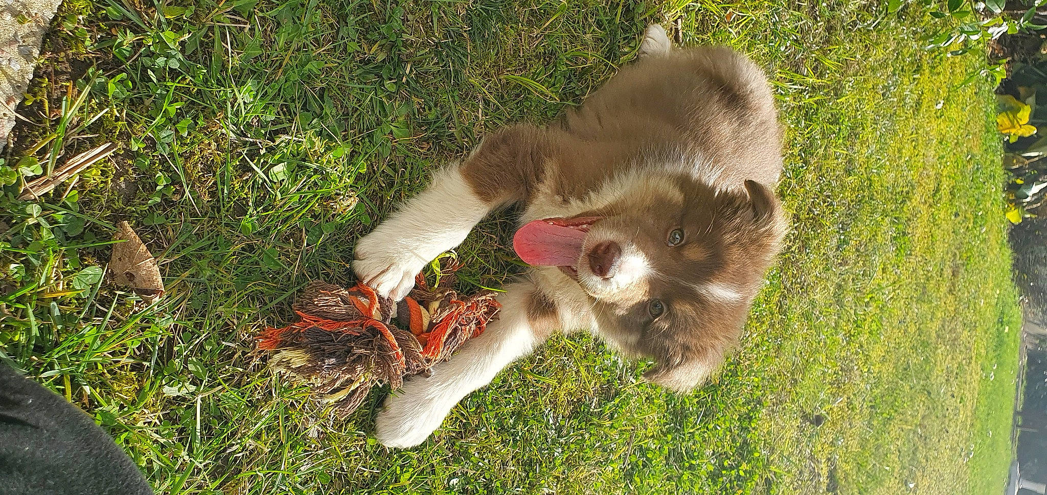 Syana a rejoint le concours — aidez-le/la à gagner de superbes lots ! canidae, carnivore, claw, companion_dog, dog, dog_breed, fawn, felidae, fur, grass, herbaceous_plant, paw, primate, small_to_medium_sized_cats, snout, sporting_group, tail, terrestrial_animal, wildlife, working_animal