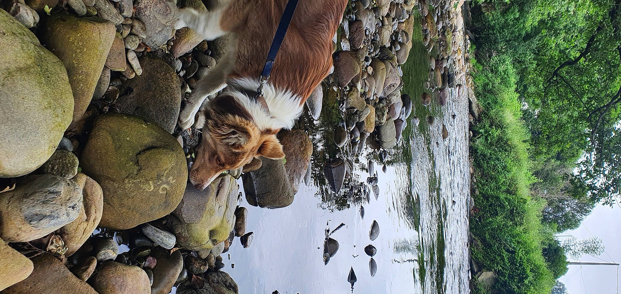 Syana a rejoint le concours — aidez-le/la à gagner de superbes lots ! adaptation, adventure, art, branch, fur, goat, goat_antelope, goats, livestock, organism, plant, reflection, rock, tail, terrestrial_animal, tree, trunk, visual_arts, water, wood