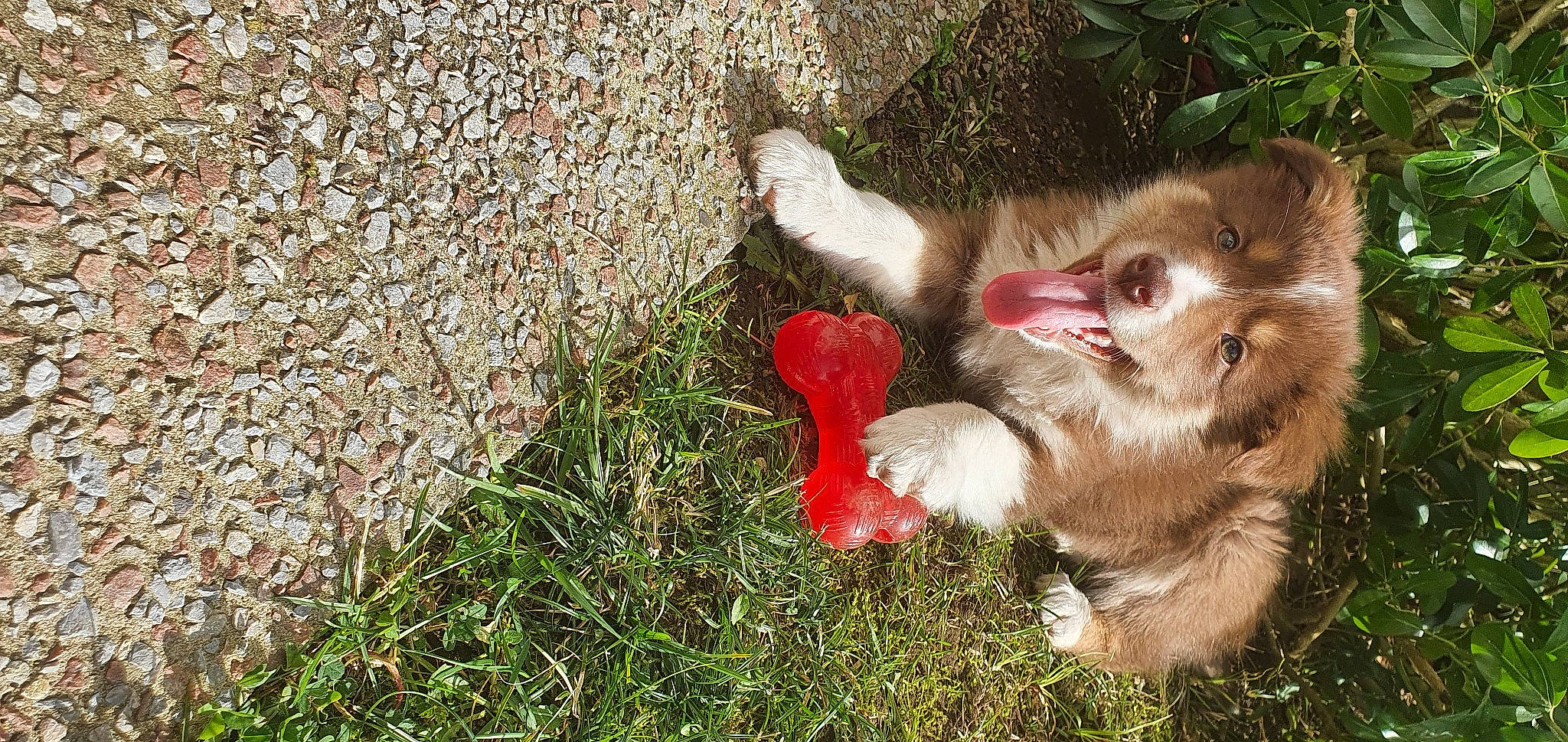 Syana participe au concours pour gagner de l'argent avec cette photo : canidae, carnivore, claw, companion_dog, dog_breed, fang, fawn, felidae, fur, grass, liver, mammal, paw, small_to_medium_sized_cats, snout, tail, terrestrial_animal, vertebrate, whiskers, working_animal