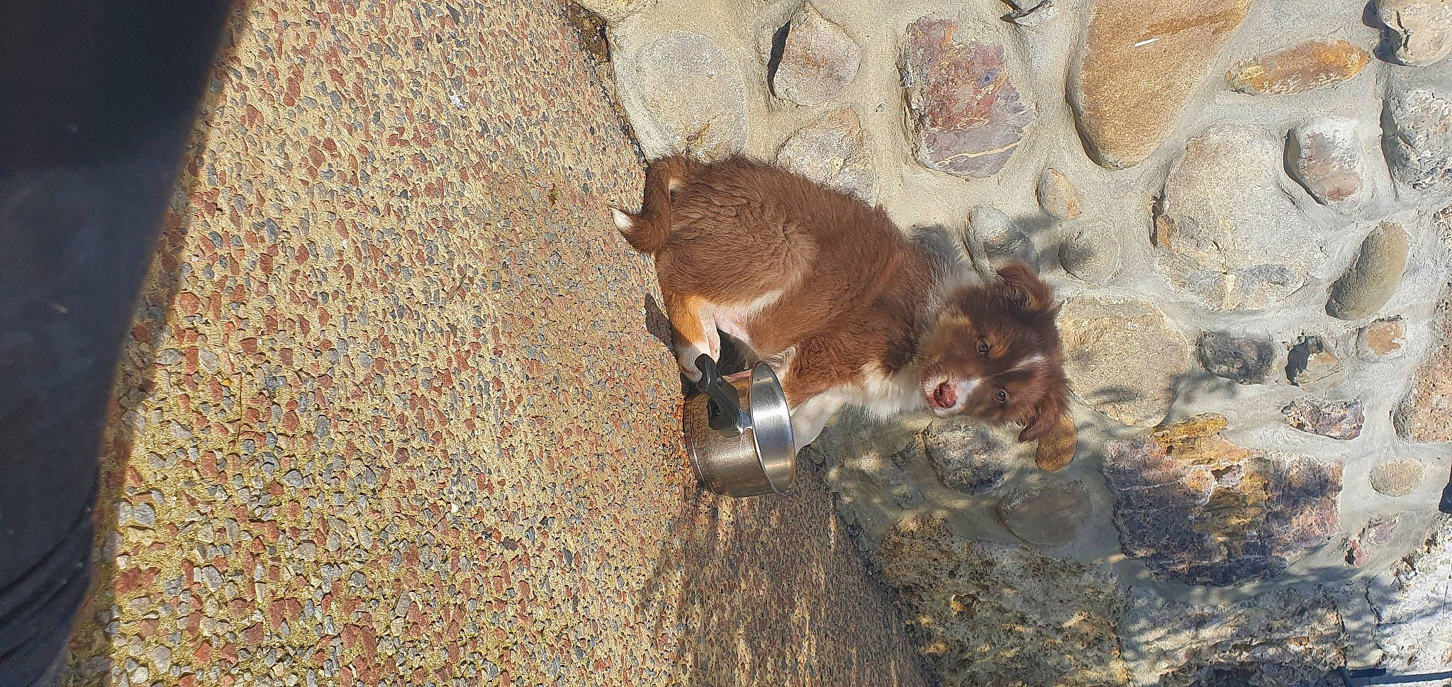 Syana a rejoint le concours — aidez-le/la à gagner de superbes lots ! canidae, carnivore, dog_breed, rodent, sand, snout, soil, sporting_group, tail, terrestrial_animal