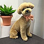beige_fur, bow_tie, cute, decor, dog, eyes, groomed, indoor, nose, paws, pet, plant, plush_like, portrait, pot, potted_plant, sitting, succulent, table, trimmed