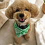 bandana, bed, blanket, brown, cushion, cute, dog, eyes, fluffy, fur, groomed, indoor, nose, pet, plant, poodle, portrait, smile, sunlight, tongue