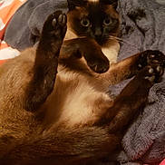 Carat a rejoint le concours — aidez-le/la à gagner de superbes lots ! cat, siamese_cat, pet, animal, feline, paws, stretching, blanket, bed, cozy, indoor, cute, fur, whiskers, ears, tail, relaxed, resting, playful, domestic_animal