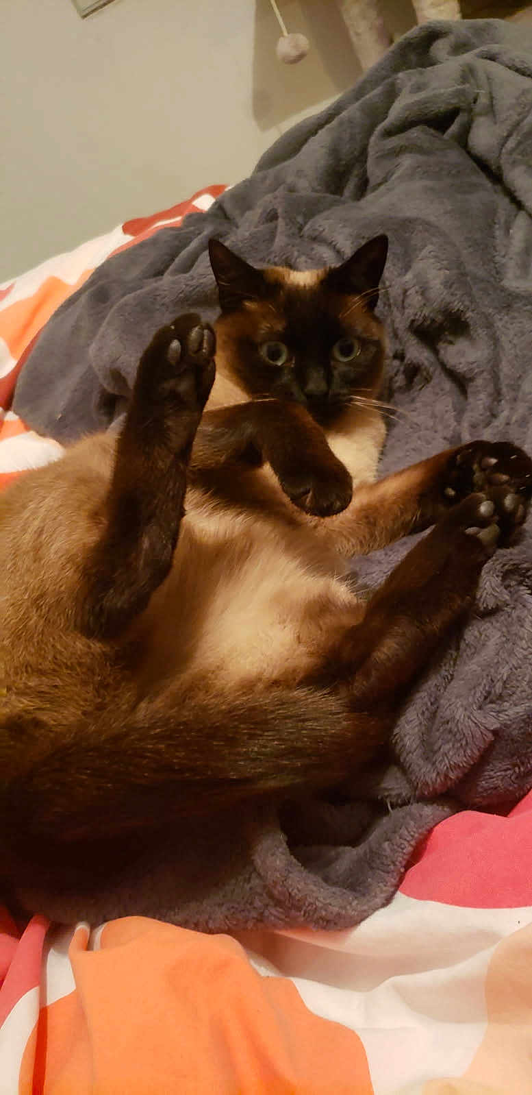 Carat a rejoint le concours — aidez-le/la à gagner de superbes lots ! cat, siamese_cat, pet, animal, feline, paws, stretching, blanket, bed, cozy, indoor, cute, fur, whiskers, ears, tail, relaxed, resting, playful, domestic_animal