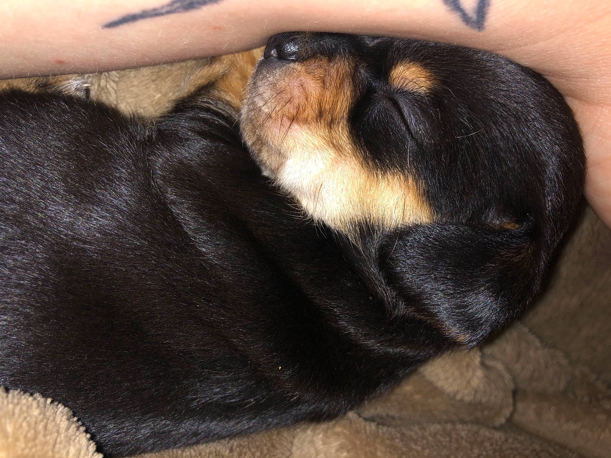 Butterscotch is registered to the contest to win money with this photo: beaglier, canidae, carnivore, claw, comfort, companion_dog, dog, dog_breed, ear, fawn, fur, gesture, nail, paw, snout, sporting_group, tail, terrestrial_animal, whiskers, working_animal