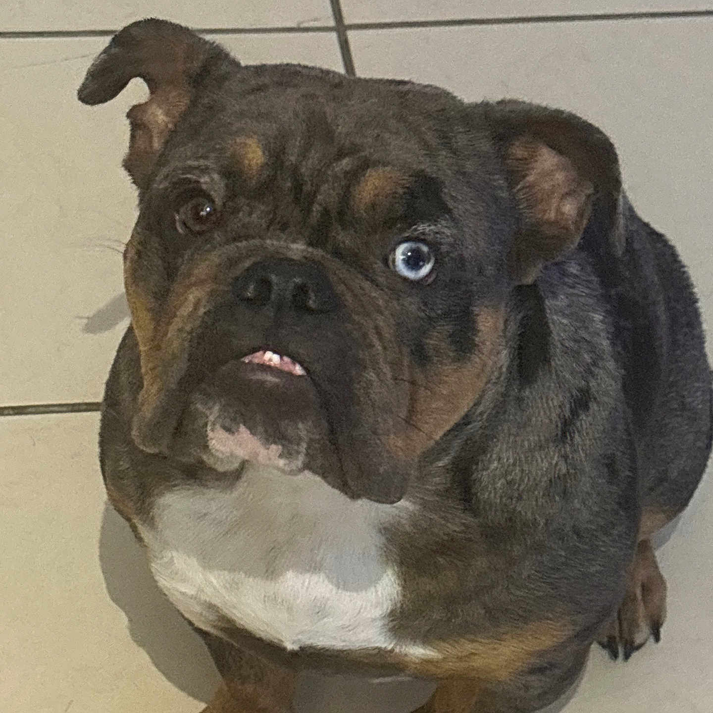 Uma Lejeune participe au concours pour gagner de l'argent avec cette photo : animal, bostonbull, boxer, bulldog, canine, dog, face, frenchbulldog, head, person, pet, pitbull, pug, puppy, snout