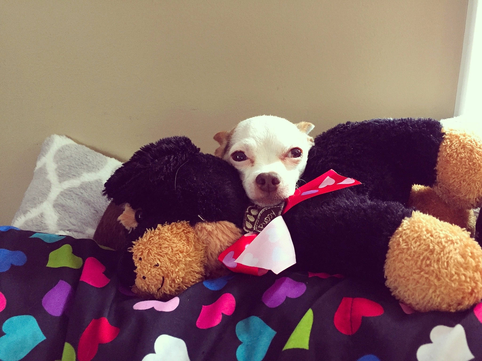 Monkey is registered to the contest to win money with this photo: bed, canidae, carnivore, comfort, companion_dog, couch, dog, dog_breed, dog_supply, fawn, flooring, fur, linens, pet_supply, pillow, snout, sporting_group, stuffed_toy, textile, toy