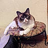 Wewe is registered to the contest to win money with this photo: animal, blue_eyes, carpet, cat, closeup, curious, cushion, domestic, feline, fluffy, fur, indoor, paws, pet, portrait, relaxed, resting, stool, vintage, whiskers