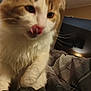 cat, orange_and_white, fluffy, close_up, licking_nose, pet, indoor, blanket, bedroom, fur, whiskers, paw, animal, cute, domestic, feline, soft, cozy, home, resting