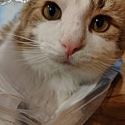 Simba is registered to the contest to win money with this photo: cat, close_up, green_eyes, pink_nose, whiskers, fur, curious, pet, plastic_bag, indoor, animal, cute, mammal, face, tabby, white_fur, brown_fur, nose, whisker, eyes