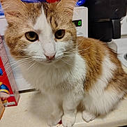 Simba joined the competition — help win amazing prizes! animal_portrait, bread_bag, cat, close_up, countertop, curious, domestic_animal, eyes, face, feline, food_package, fur, household, indoor, kitchen, microwave, orange_and_white_cat, paws, pet, whiskers