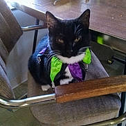 Harley Quinn joined the competition — help win amazing prizes! cat, tuxedo_cat, bow_tie, chair, cushion, wooden_table, indoor, pet, feline, curious, black_and_white, furniture, whiskers, ears, animal, domestic_animal, sitting, closeup, soft_light, household