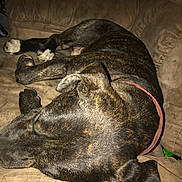 Buu joined the competition — help win amazing prizes! animal, architecture, armchair, building, bulldog, canine, chair, couch, dog, furniture, greatdane, hound, indoors, labradorretriever, livingroom, pet, pitbull, pointer, puppy, room