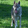 alert, animal, canine, chain_collar, collar, dog, ears, forest, grass, gray_fur, greenery, long_legs, meadow, nature, outdoors, portrait, standing, sunlight, tongue_out, wolf_like_dog