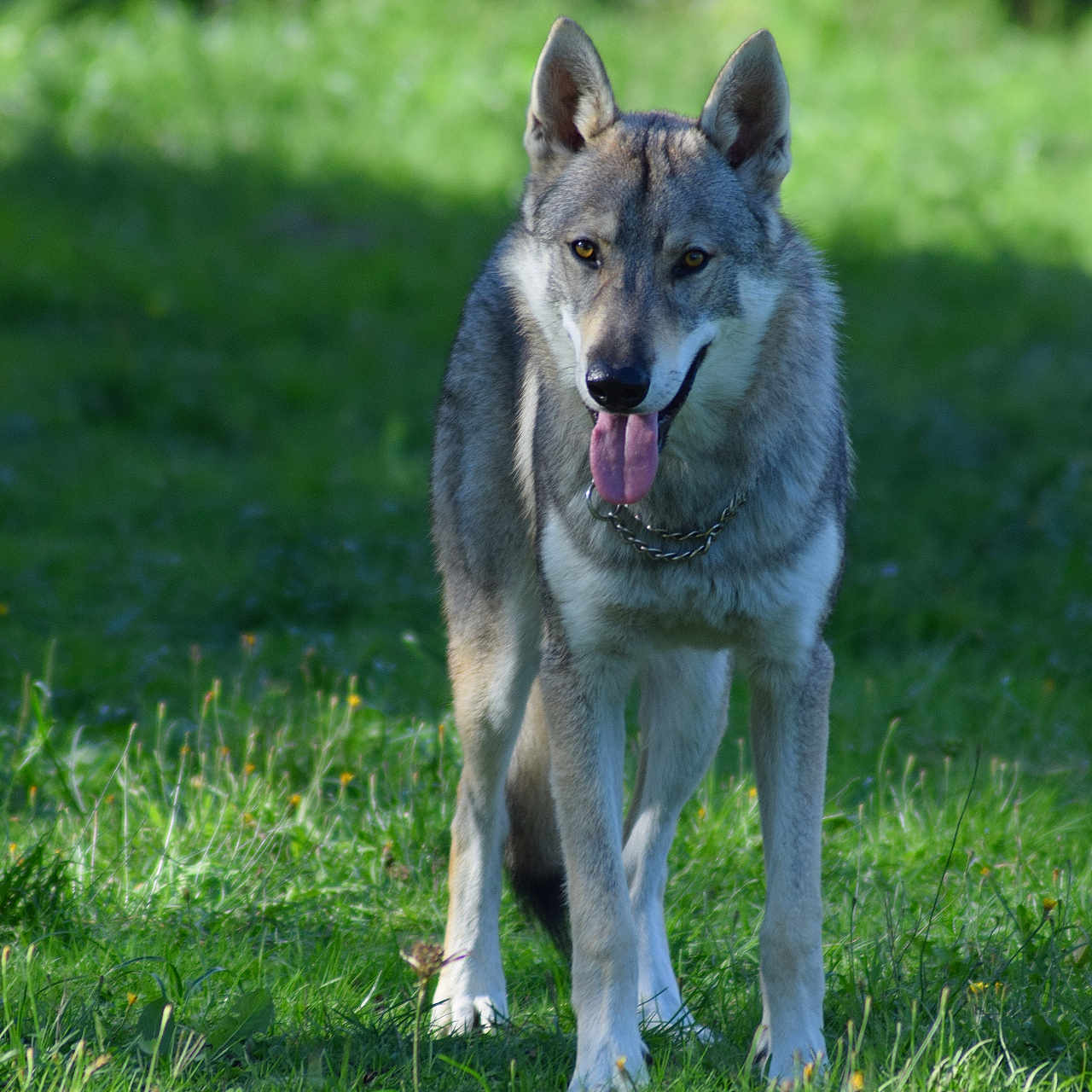Volk