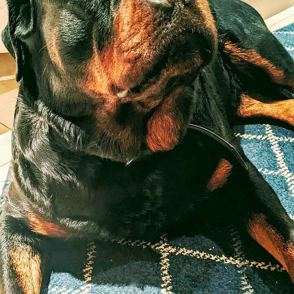 Nala