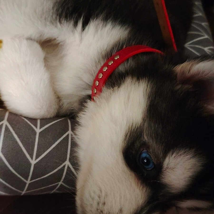 Rosa participe au concours pour gagner de l'argent avec cette photo : accessories, animal, ball, canine, cat, couch, cushion, dog, eskimodog, furniture, homedecor, husky, kitten, person, pet, puppy, sleeping, sport, tennis, tennisball