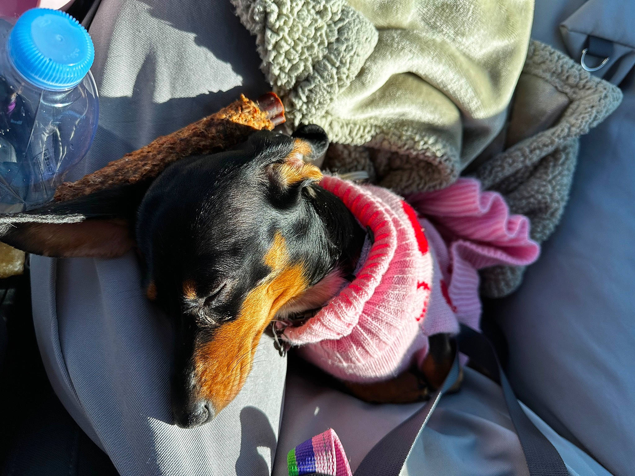 Dixie is registered to the contest to win money with this photo: bottled_water, canidae, carnivore, comfort, companion_dog, dog, dog_breed, drinking_water, fur, guard_dog, mechanical_fan, mineral_water, montenegrin_mountain_hound, pinscher, plastic_bottle, prazsky_krysarik, snout, sporting_group, toy_dog, water_bottle