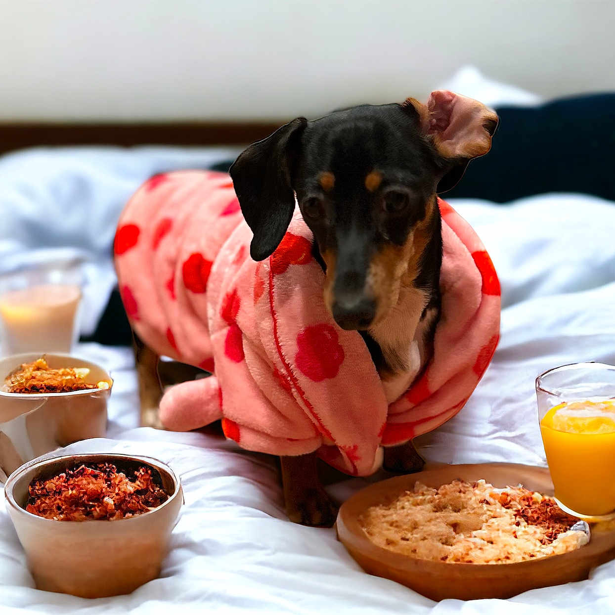 Dixie joined the competition — help win amazing prizes! bowl, carnivore, comfort_food, companion_dog, condiment, cuisine, dish, dog, dog_supply, food, ingredient, mixing_bowl, orange, produce, recipe, spice_mix, spoon, superfood, table, tableware