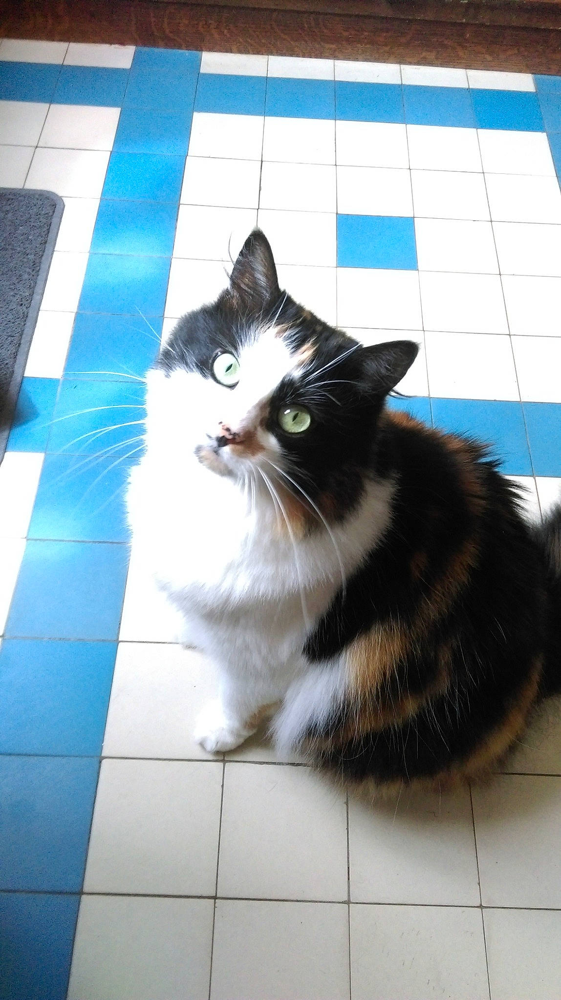 Java participe au concours pour gagner de l'argent avec cette photo : aegean_cat, carnivore, cat, cymric, domestic_long_haired_cat, domestic_short_haired_cat, european_shorthair, felidae, flooring, fur, kitten, mammal, norwegian_forest_cat, persian, ragamuffin, small_to_medium_sized_cats, snout, tail, tile, whiskers