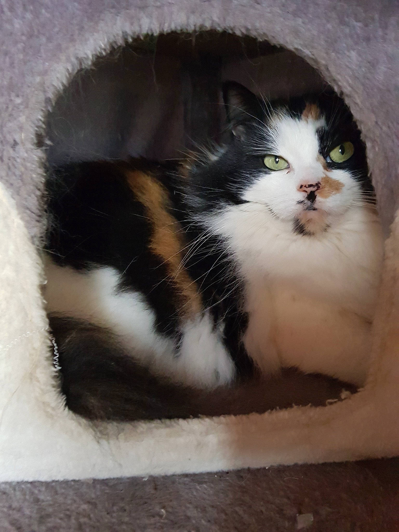 Java participe au concours pour gagner de l'argent avec cette photo : aegean_cat, american_wirehair, black_and_white, carnivore, cat, cymric, domestic_long_haired_cat, domestic_short_haired_cat, eye, felidae, fur, norwegian_forest_cat, polydactyl_cat, small_to_medium_sized_cats, tail, whiskers