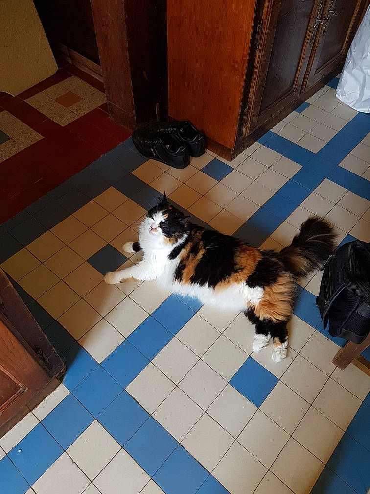 Java a rejoint le concours — aidez-le/la à gagner de superbes lots ! carnivore, cat, domestic_short_haired_cat, european_shorthair, felidae, floor, flooring, hardwood, kitten, mammal, norwegian_forest_cat, small_to_medium_sized_cats, tail, tile, whiskers