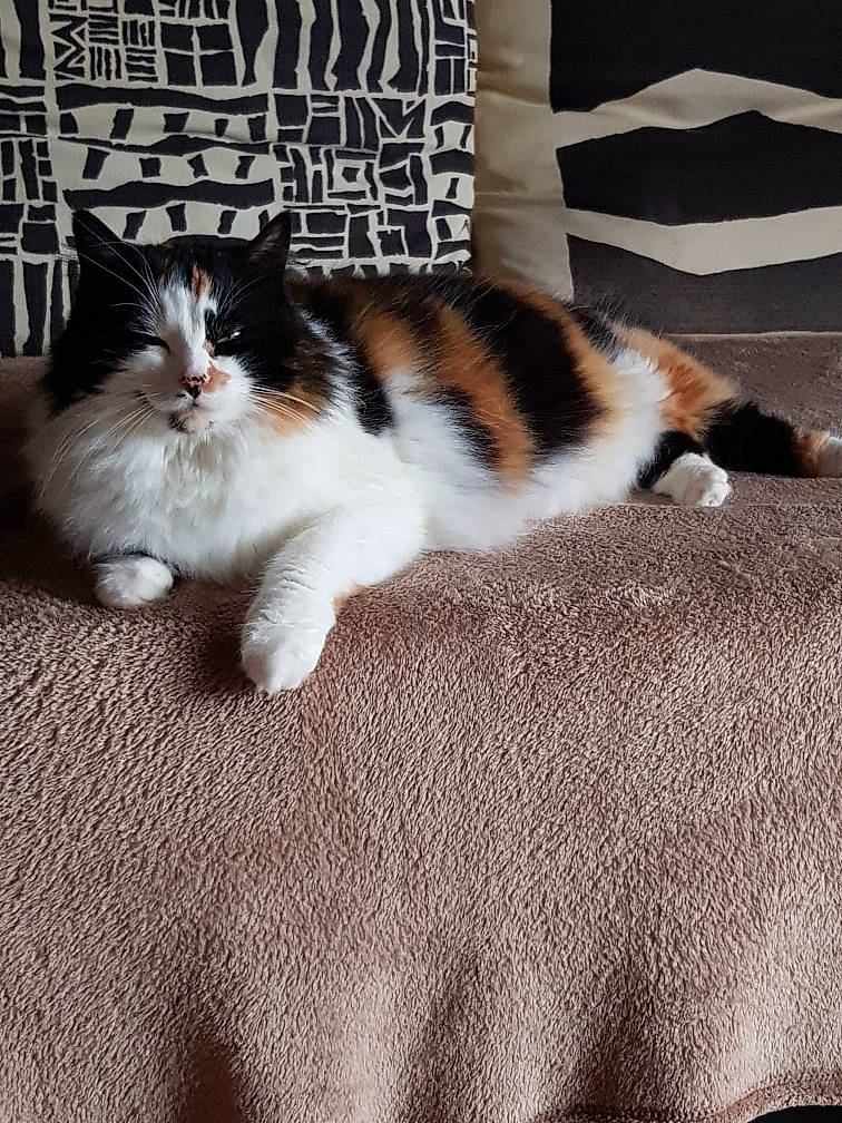 Java participe au concours pour gagner de l'argent avec cette photo : aegean_cat, american_wirehair, carnivore, cat, domestic_short_haired_cat, european_shorthair, fawn, felidae, fur, kitten, mammal, norwegian_forest_cat, polydactyl_cat, small_to_medium_sized_cats, tail, whiskers