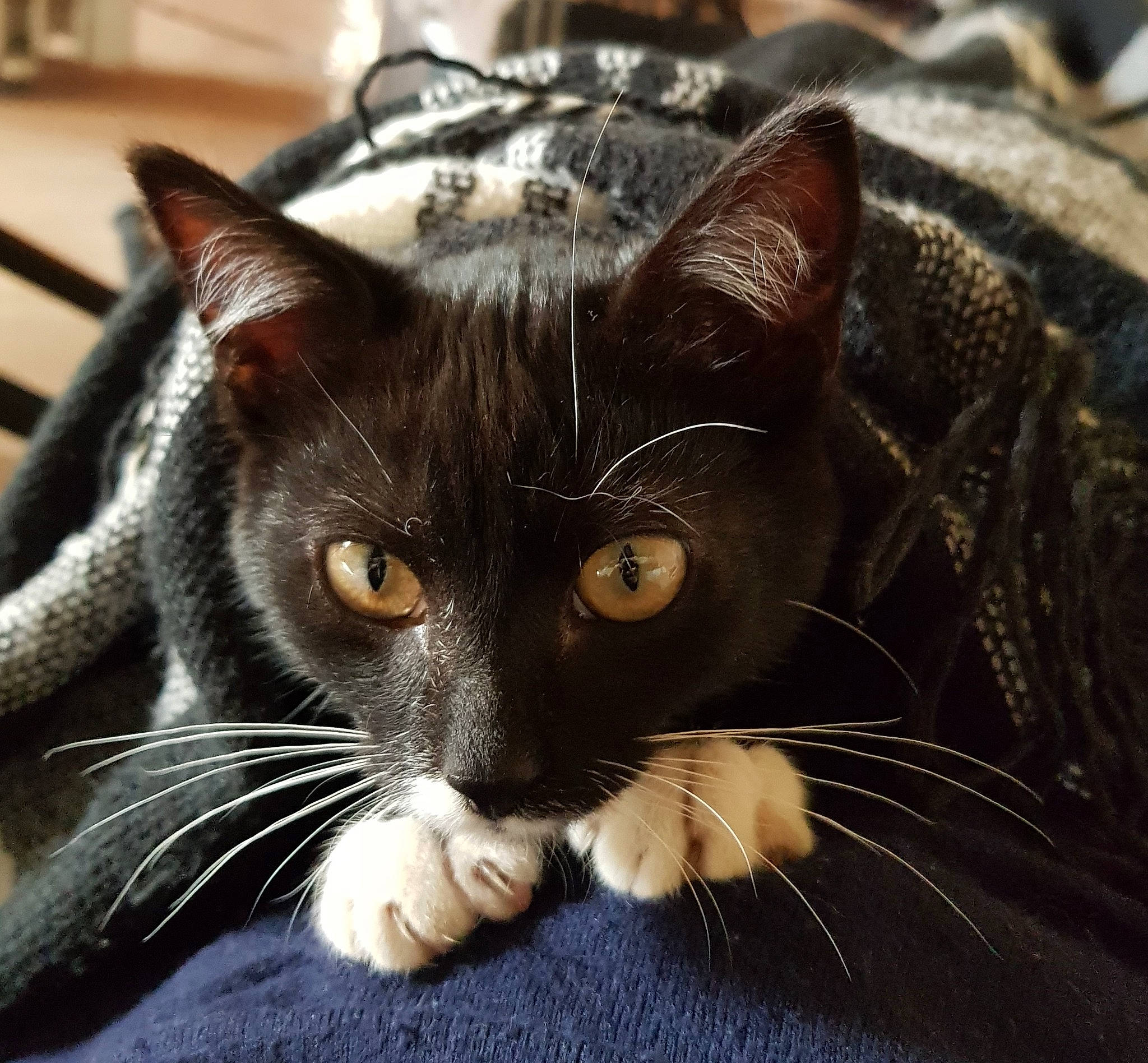 Panda participe au concours pour gagner de l'argent avec cette photo : american_shorthair, american_wirehair, asian, black_cat, carnivore, cat, claw, domestic_short_haired_cat, ear, european_shorthair, eye, felidae, fur, kitten, mammal, nose, small_to_medium_sized_cats, snout, tabby_cat, whiskers