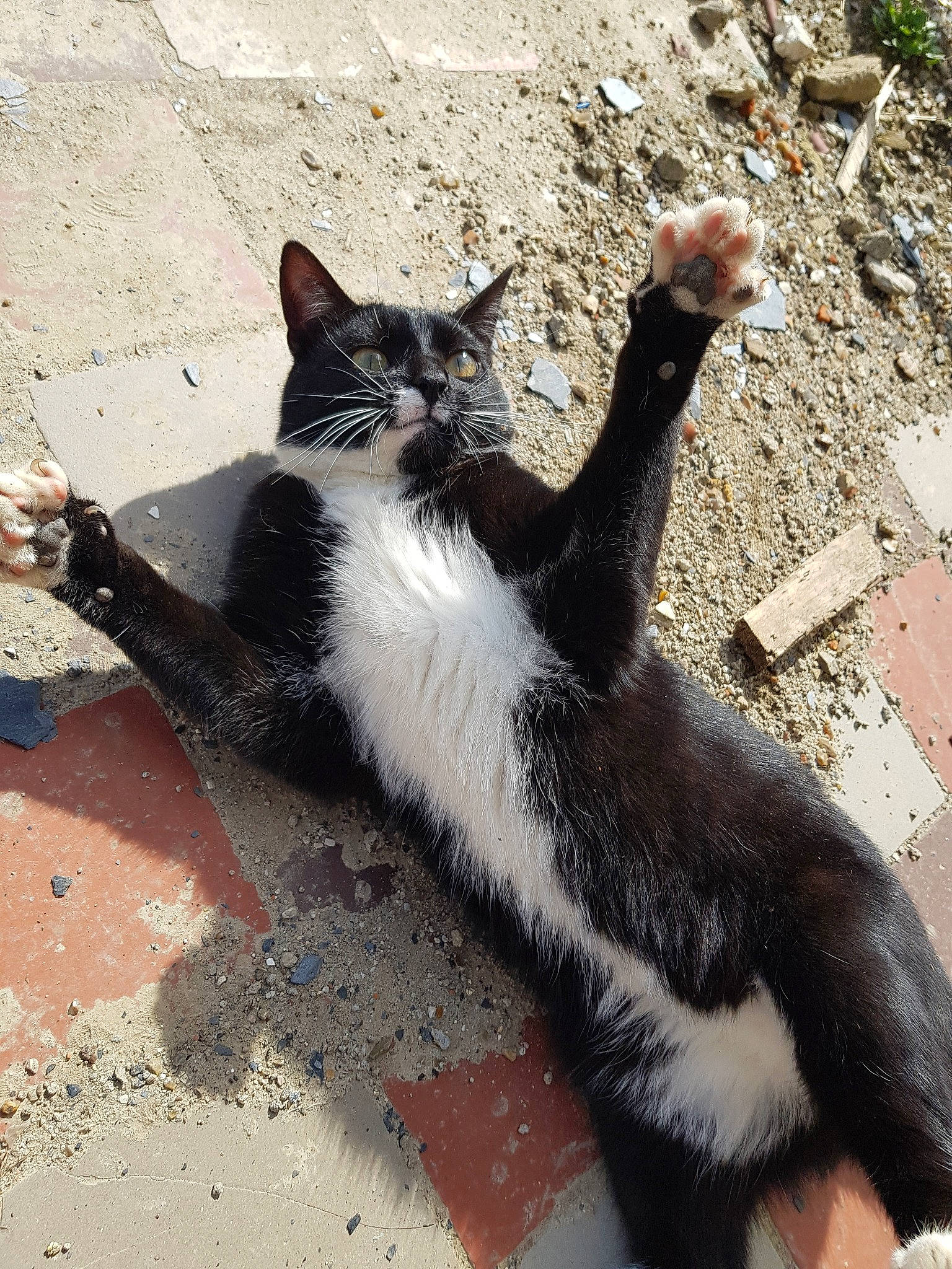 Panda participe au concours pour gagner de l'argent avec cette photo : aegean_cat, black_and_white, black_cat, carnivore, cat, domestic_short_haired_cat, european_shorthair, felidae, fur, kitten, paw, polydactyl_cat, small_to_medium_sized_cats, snout, tail, whiskers