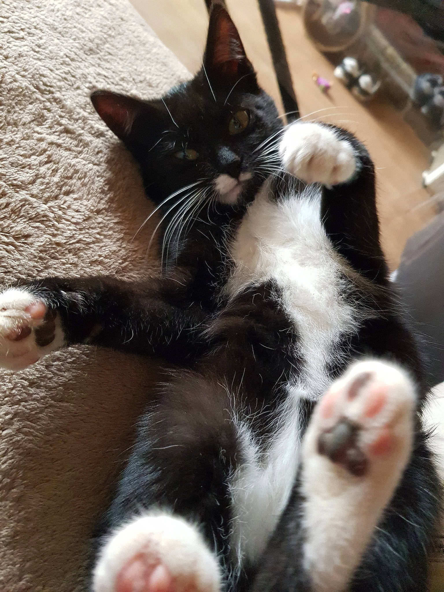 Panda a rejoint le concours — aidez-le/la à gagner de superbes lots ! american_wirehair, carnivore, cat, claw, felidae, fur, kitten, mammal, paw, polydactyl_cat, small_to_medium_sized_cats, snout, whiskers