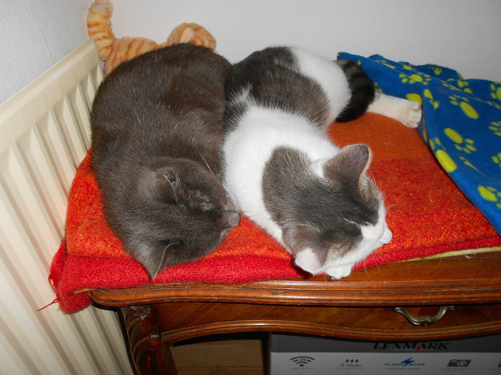 Texas a rejoint le concours — aidez-le/la à gagner de superbes lots ! carnivore, cat, cat_supply, claw, comfort, dog_breed, domestic_short_haired_cat, drawer, felidae, fur, grey, hardwood, nap, paw, room, sleep, small_to_medium_sized_cats, tail, whiskers, wood