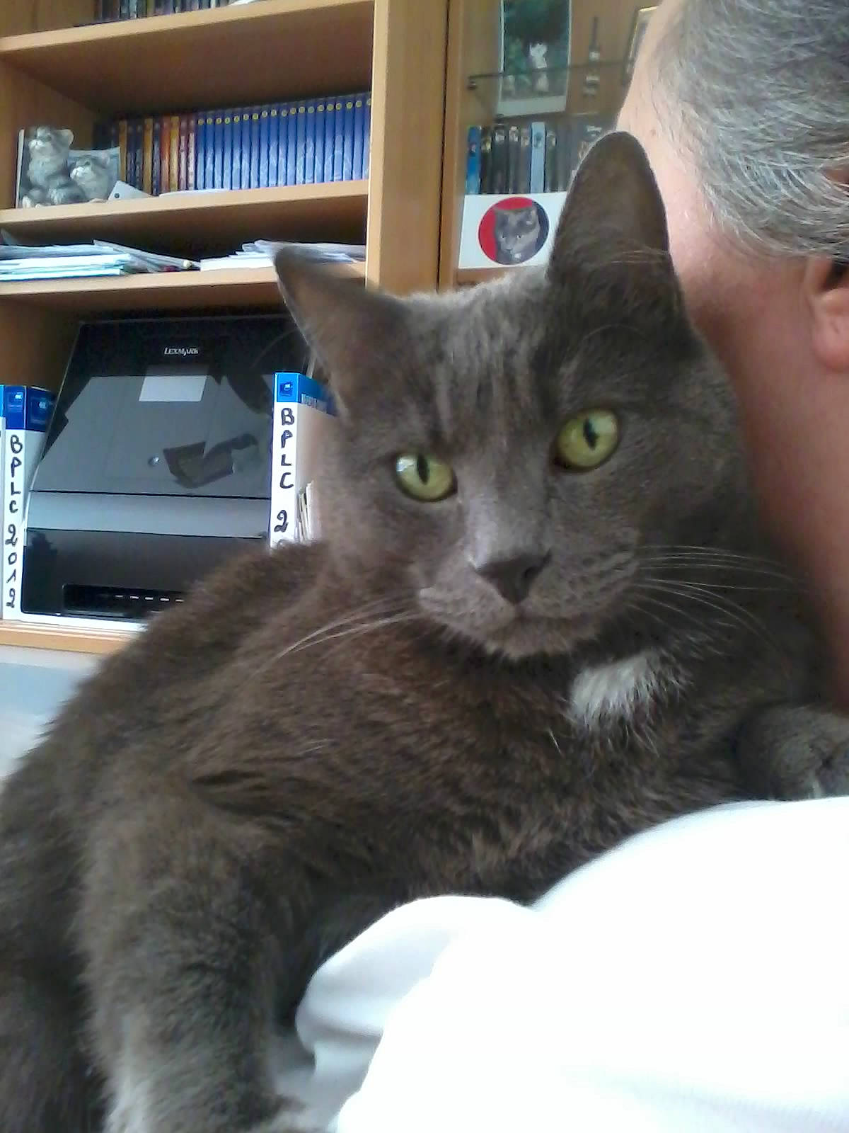 Texas a rejoint le concours — aidez-le/la à gagner de superbes lots ! blue, bookcase, carnivore, cat, comfort, domestic_short_haired_cat, felidae, fur, gadget, grey, publication, shelf, shelving, sitting, small_to_medium_sized_cats, snout, tail, terrestrial_animal, whiskers, window