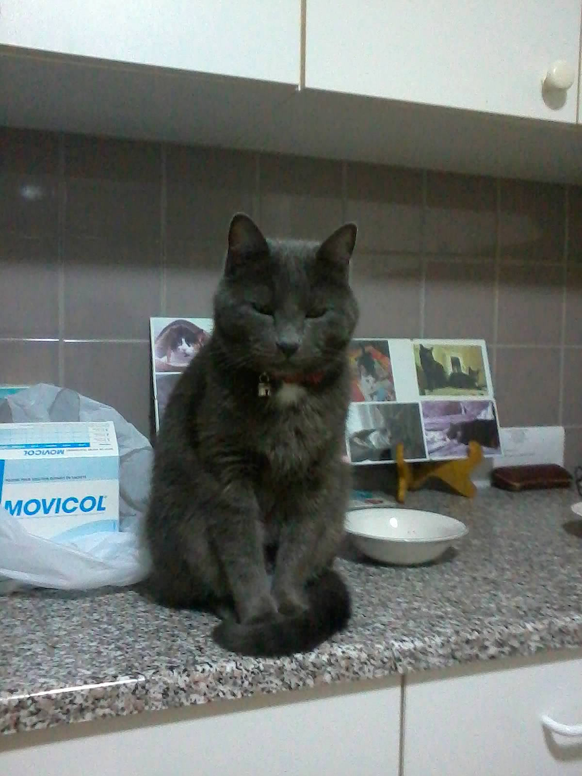 Texas a rejoint le concours — aidez-le/la à gagner de superbes lots ! black_cat, box, carnivore, cat, chartreux, comfort, domestic_short_haired_cat, felidae, flooring, fur, grey, paw, plastic_bag, room, russian_blue, serveware, small_to_medium_sized_cats, snout, tail, whiskers