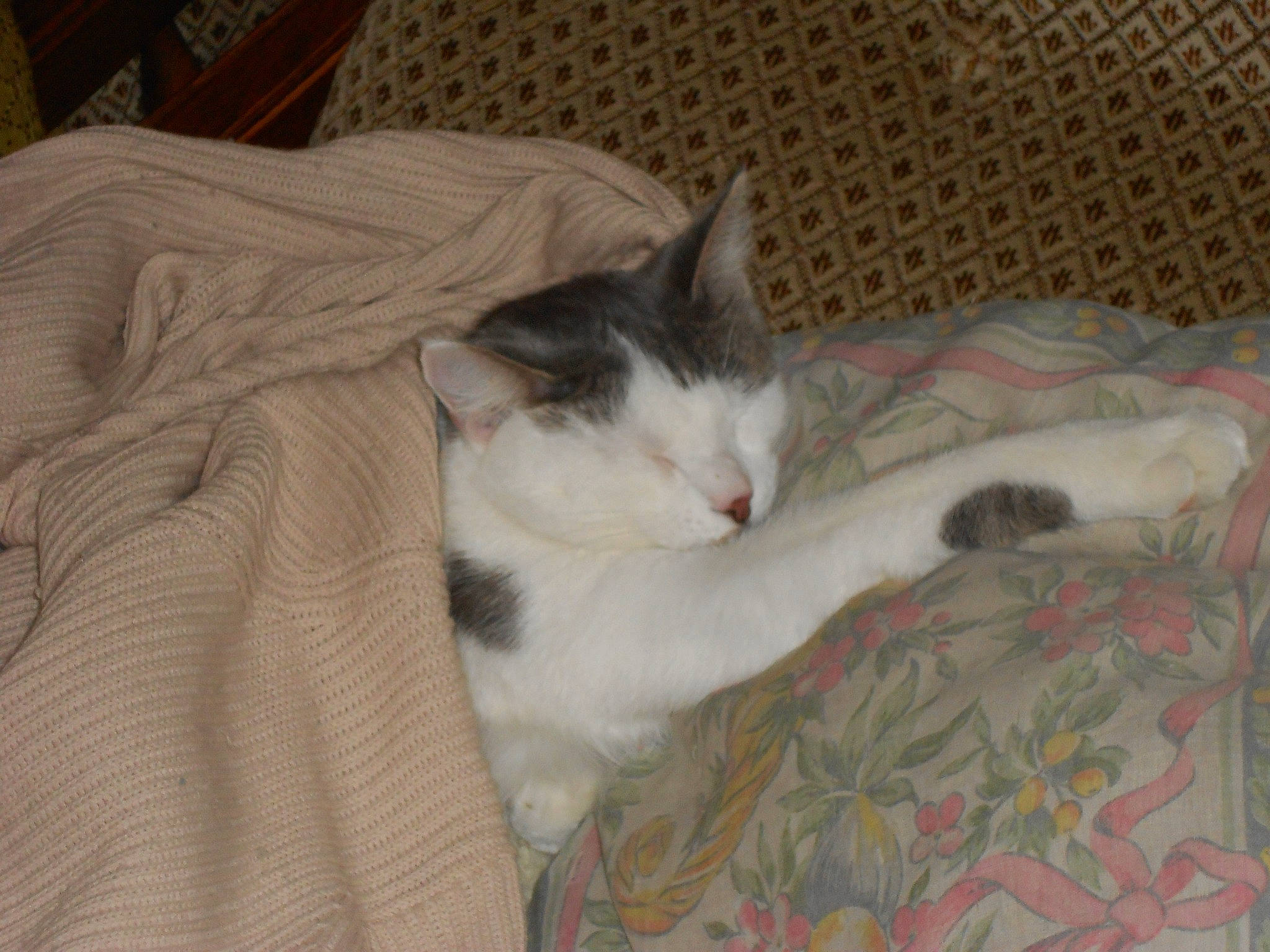 Fouinette a rejoint le concours — aidez-le/la à gagner de superbes lots ! carnivore, cat, comfort, domestic_short_haired_cat, felidae, fur, grey, hardwood, linens, paw, small_to_medium_sized_cats, tail, whiskers, wood