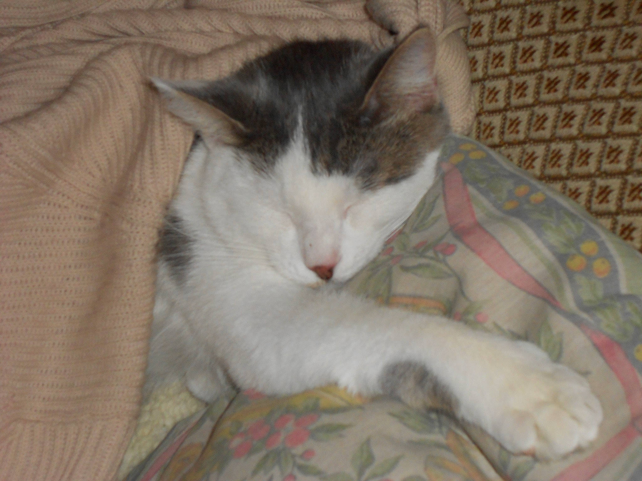 Fouinette a rejoint le concours — aidez-le/la à gagner de superbes lots ! carnivore, cat, claw, comfort, domestic_short_haired_cat, felidae, foot, fur, linens, nap, paw, small_to_medium_sized_cats, snout, tail, whiskers