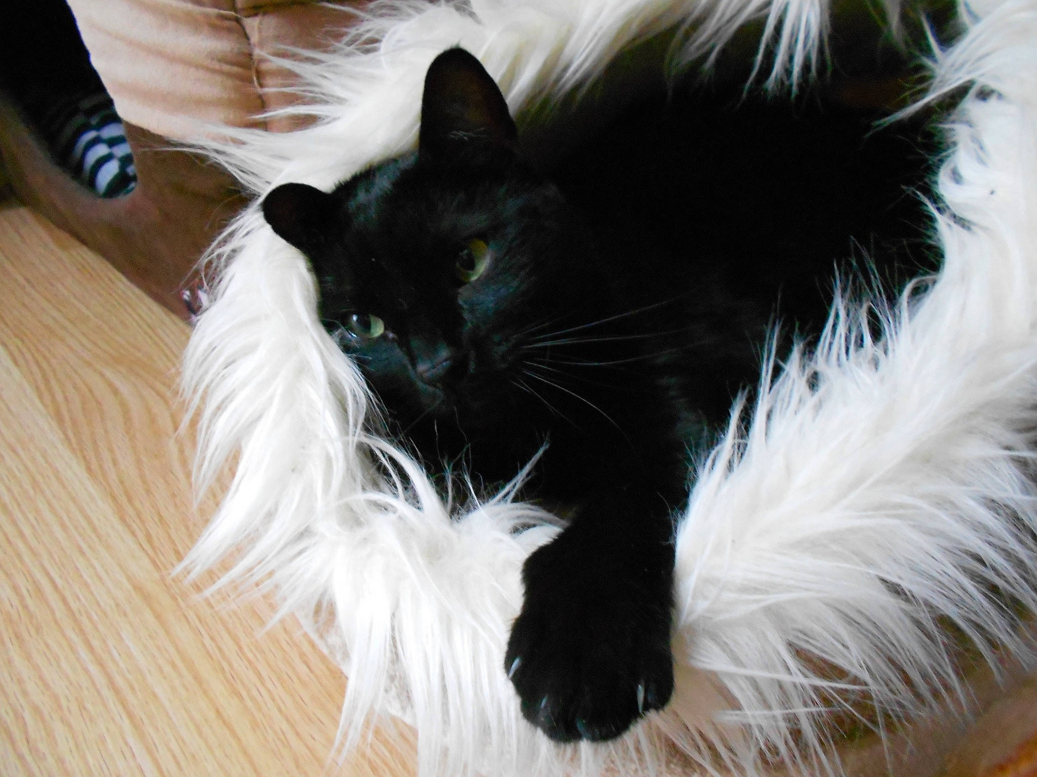 Charlie a rejoint le concours — aidez-le/la à gagner de superbes lots ! bow_tie, carnivore, cat, collar, comfort, companion_dog, dog_breed, domestic_short_haired_cat, fashion_accessory, felidae, flooring, fur, hardwood, laminate_flooring, small_to_medium_sized_cats, snout, tail, whiskers, wood, wood_flooring