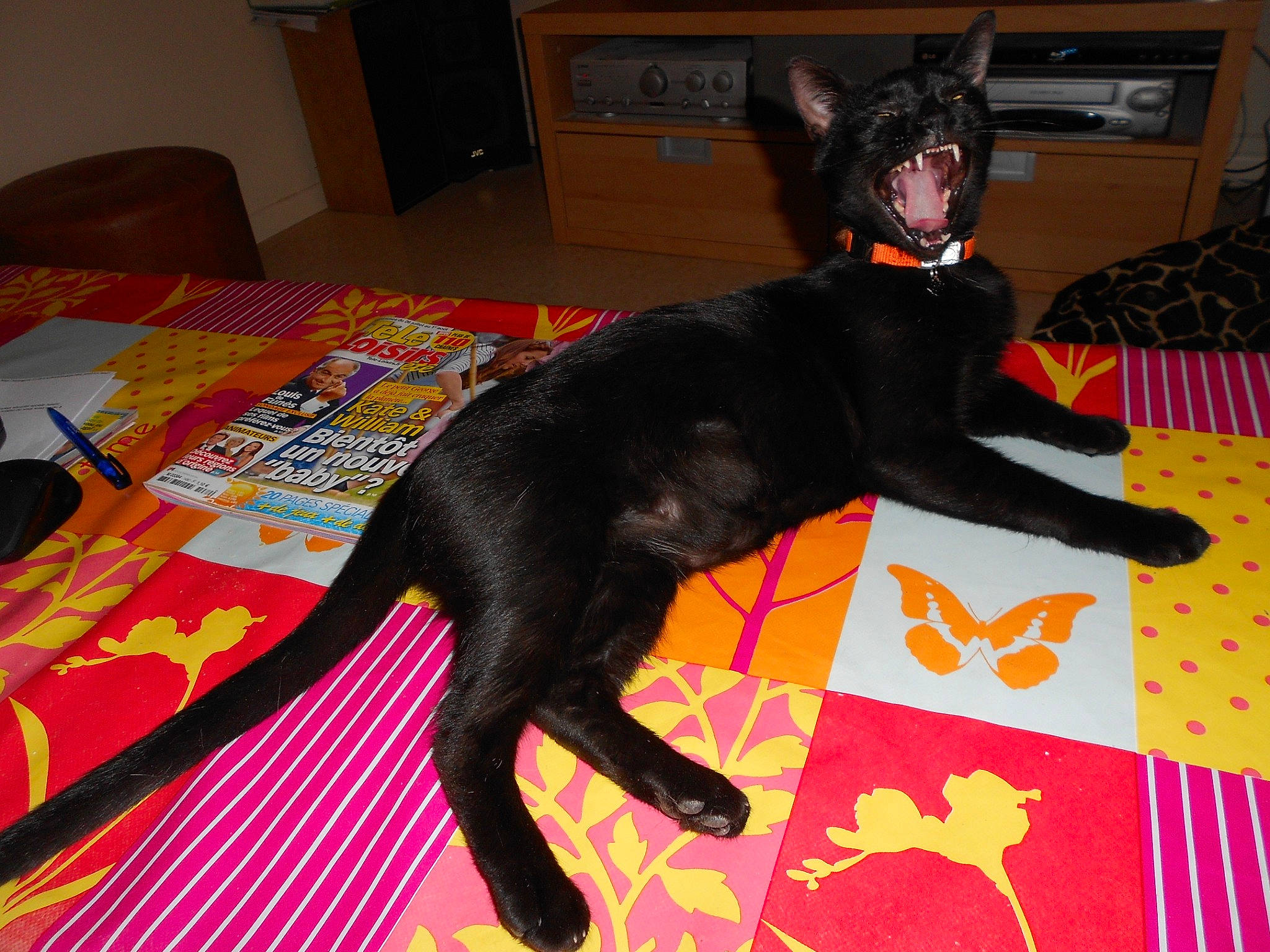 Charlie a rejoint le concours — aidez-le/la à gagner de superbes lots ! bed, black, black_cat, bombay, carnivore, carpet, cat, comfort, dog_breed, domestic_short_haired_cat, felidae, floor, flooring, fur, linens, room, small_to_medium_sized_cats, tail, terrestrial_animal, whiskers